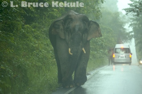Bull elephant on the road in Khao Yai