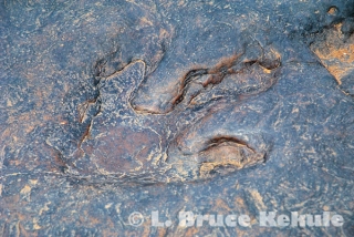 Fossil dinosaur fottprints