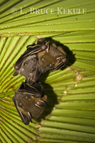 Fruit bats in Phu Khieo Wildlife Sanctuary
