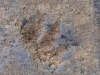 Fossil arcosaur fottprint