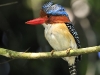 banded-kingfisher_0