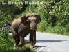 Tusker on the road in Khao Yai