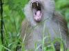Pig-tailad Macaque