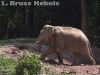 tusker-in-khao-yai