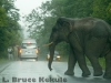 Bull elephant on the road in Khao Yai