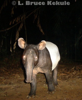 Asian tapir in Khlong Saeng Wildlife Sanctuary