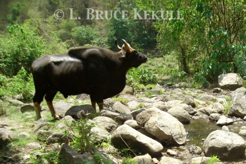 Gaur bull camera-trapped in Huai Kha Khaeng WS