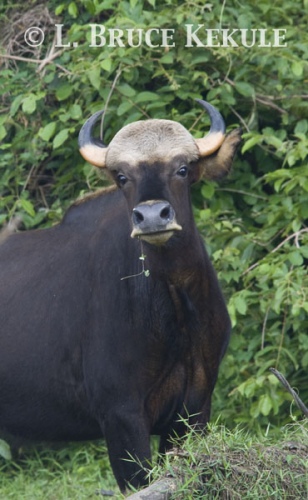 gaur-cow-2-web