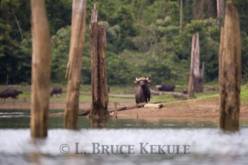 Gaur cow by Khlong Saeng River