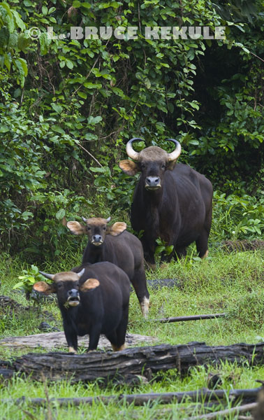 Gaur-cow-calves