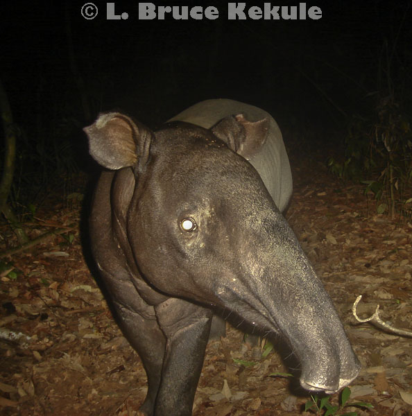 Asian tapir camera-trapped in Khlong Saeng Wildlife Sanctuary