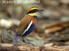 Banded pitta male in Khao Nor Chuchi