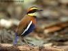 Banded Pitta male