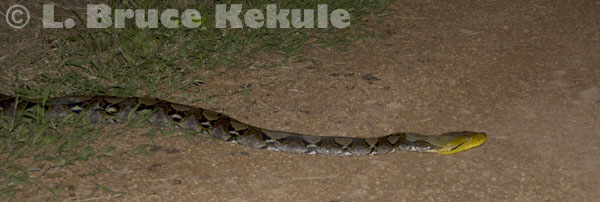 Burmese reticulated python in Khao Ang Rue Nai