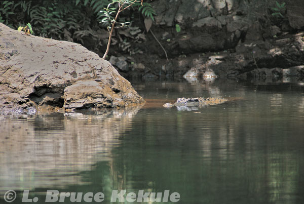 Siamese crocodile in Kaeng Krachan National Park