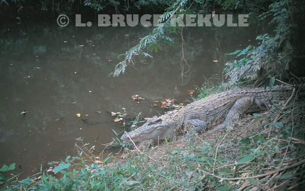 Siamese crocodile in Khao Ang Rue Nai Wildlife Sanctuary
