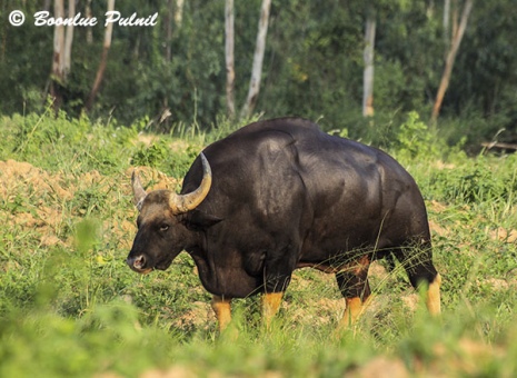 boonlue-pulnil-gaur-bull-in-kuiburi