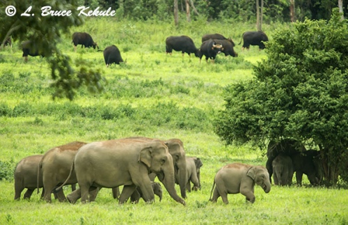 Elephants and gaur in Kuiburi