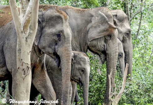 Elephatns in Kuiburi
