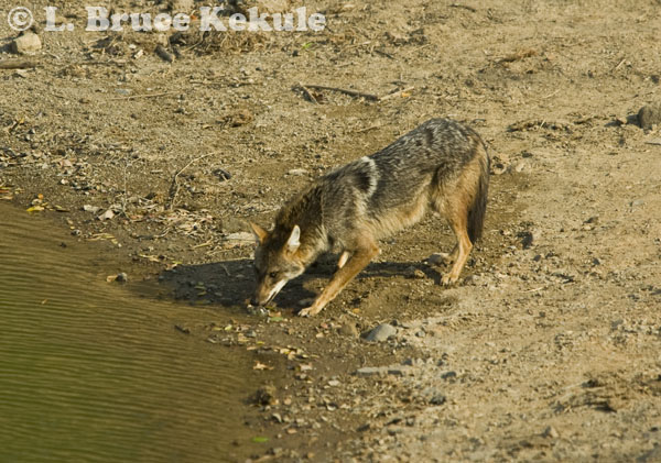 Asiatic jackal in Kuiburi National Park