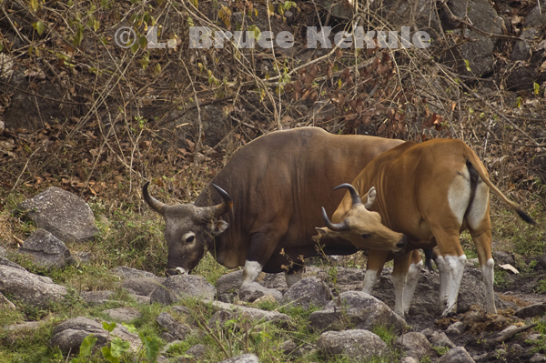 Banteng bull and cow at a waterhole in Huai Kha Khaeng
