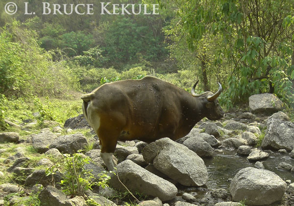 Banteng bull covered in forest flies