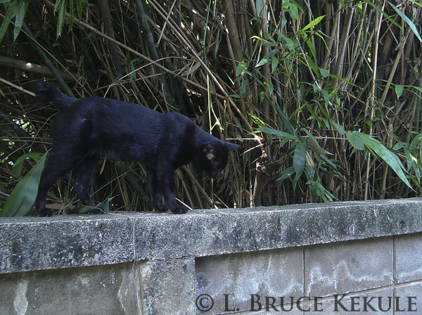 Black feral cat camera-trapped on a wall behind my house in Chiang Mai