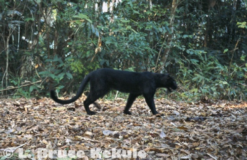 Black leopard camera-trapped in Kaeng Krachan