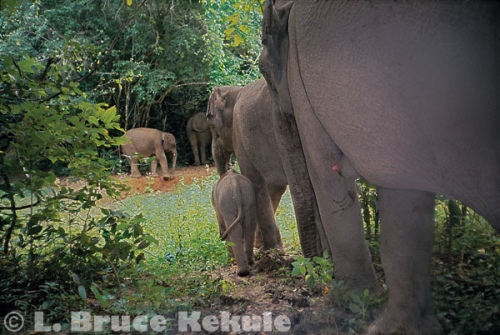 Wild elephant family unit in Kaeng Krachan