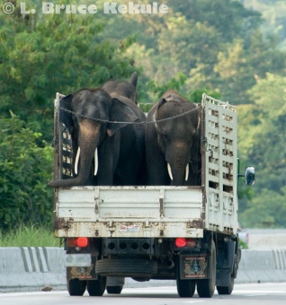 Elephants on a truck in Chiang Mai