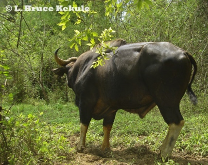 Gaur bull in Thung Yai Naresuan Wildlife Sanctuary