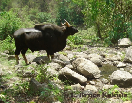 Gaur Bull in Huai Kha Khaeng Wildlife Sanctuary