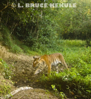 Indochinese tiger in a mineral lick