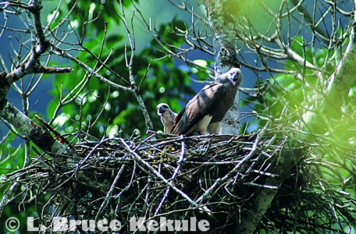 Lessor fish-eagle mother and chick high above the Phetchaburi River