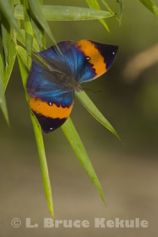 Oakleaf butterfly
