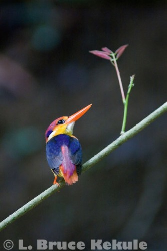 Oriental Dwarf Kingfisher in Kaeng Krachan