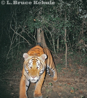 Indochinses tiger footprints in Kaeng Krachan