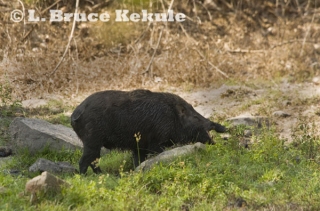 Wild boar after wallowing in mud