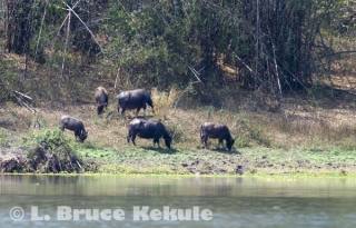 Wild water buffalo herd in Huai Kha Khaeng