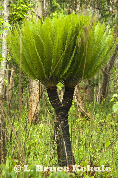 Cycad by the road in Thung Yai
