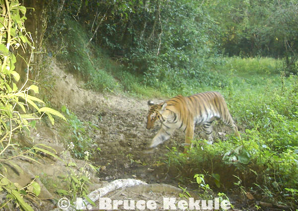 Indochinese tiger in Kaeng Krachan
