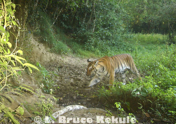 Indochinese tiger in Kaeng Krachan