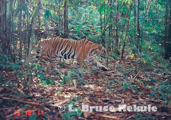 Indochinese tiger in Sai Yok National Park, western Thailand