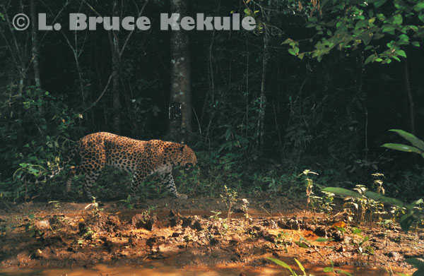 Leopard camera-trapped in Kaeng Krachan National Park, Southwest Thailand