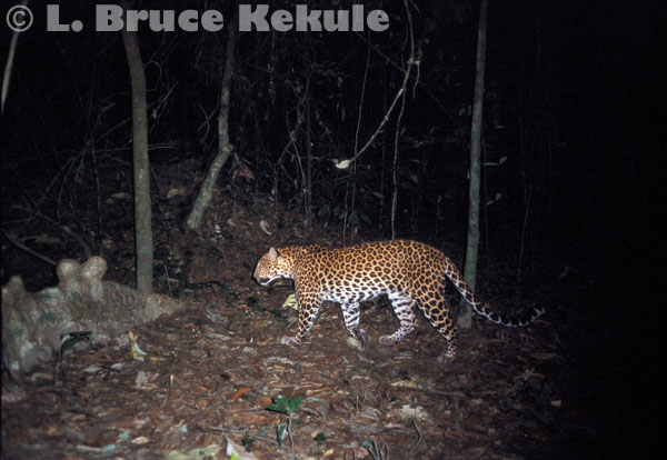 leopard camera trapped in Kaeng Krachan