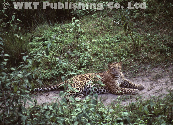 Leopard resting on a trail