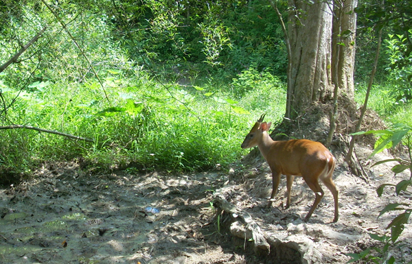 Red muntjac - common barking deer at a mineral deposit in Kaeng Krachan