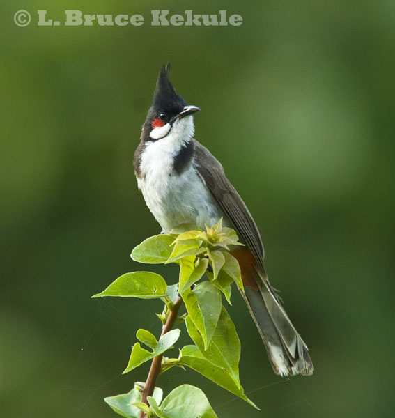 Red-whiskered bulbul in Thung Yai