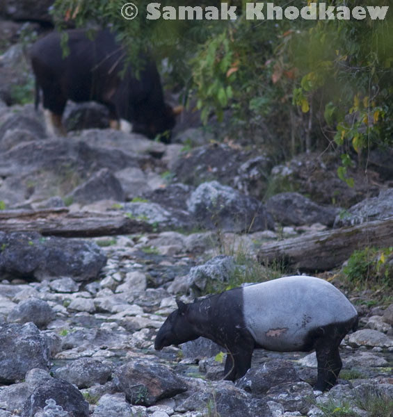Asian tapir and gaur in Huai Kha Khaeng Wildlife Sanctuary