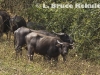 Domestic buffalo in Huai Kha Khaeng Wildlife Sanctuary, Western Thailand